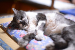 Cats were born with zen sleeping!
